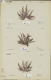 spécimen de Laurencia obtusa