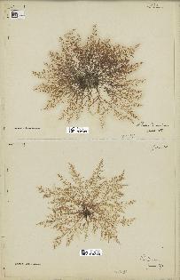 spécimen de Laurencia obtusa