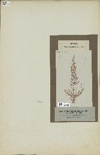 spécimen de Laurencia obtusa