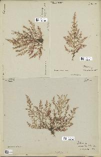 spécimen de Laurencia obtusa