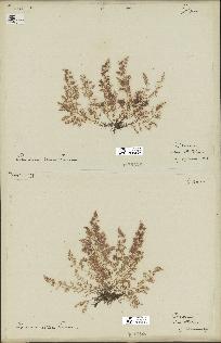 spécimen de Laurencia obtusa