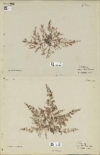 spécimen de Laurencia obtusa