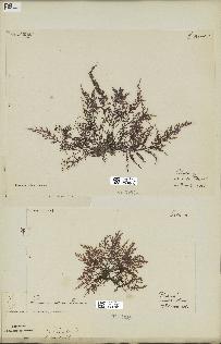 spécimen de Laurencia obtusa