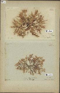 spécimen de Laurencia obtusa