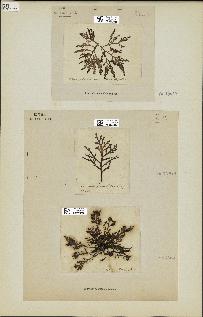 spécimen de Laurencia pinnatifida