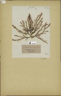 spécimen de Laurencia pinnatifida