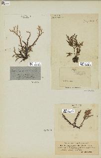 spécimen de Laurencia pinnatifida