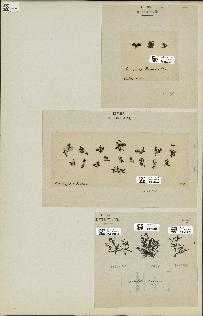 spécimen de Laurencia pinnatifida