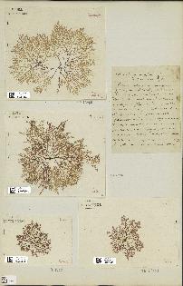 spécimen de Laurencia pinnatifida