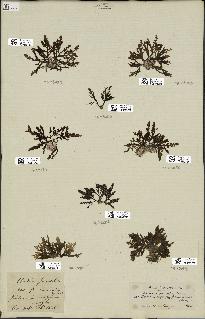spécimen de Laurencia pinnatifida