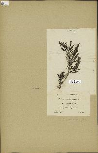 spécimen de Laurencia pinnatifida