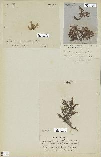 spécimen de Laurencia pinnatifida