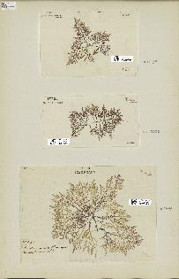 spécimen de Laurencia pinnatifida