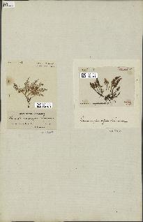 spécimen de Laurencia pinnatifida