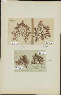 spécimen de Laurencia pinnatifida