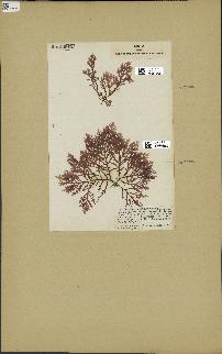 spécimen de Laurencia pinnatifida