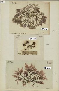 spécimen de Laurencia pinnatifida