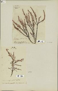 spécimen de Laurencia pinnatifida
