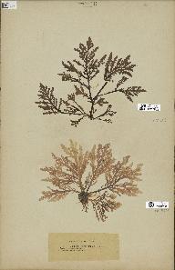 spécimen de Laurencia pinnatifida