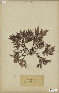 spécimen de Laurencia pinnatifida