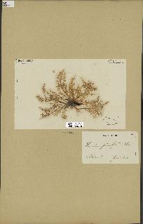 spécimen de Laurencia pinnatifida