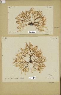 spécimen de Laurencia pinnatifida