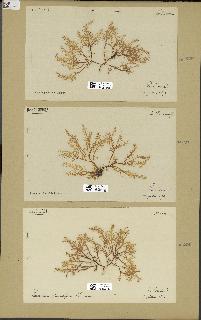 spécimen de Laurencia pinnatifida