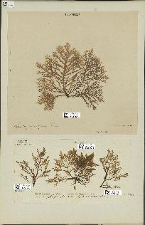 spécimen de Laurencia pinnatifida