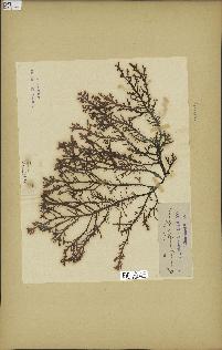 spécimen de Laurencia pinnatifida