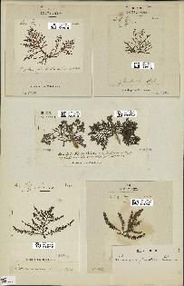spécimen de Laurencia pinnatifida