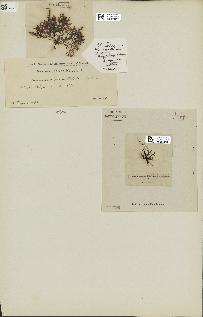 spécimen de Laurencia pinnatifida