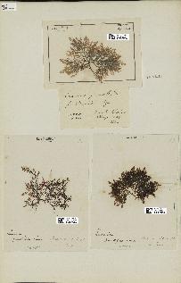 spécimen de Laurencia pinnatifida