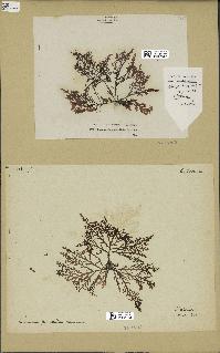 spécimen de Laurencia pinnatifida