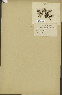 spécimen de Laurencia pinnatifida