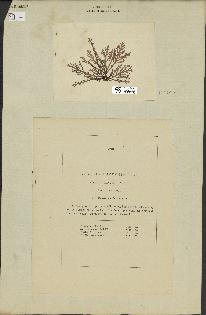 spécimen de Laurencia pinnatifida