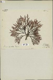 spécimen de Laurencia pinnatifida