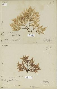 spécimen de Laurencia pinnatifida