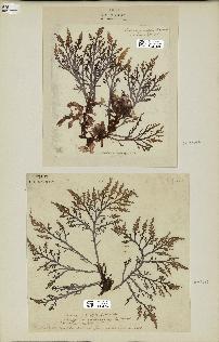 spécimen de Laurencia pinnatifida