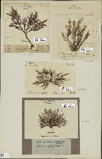 spécimen de Laurencia pinnatifida