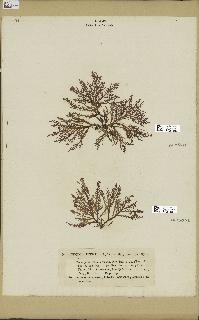 spécimen de Laurencia pinnatifida