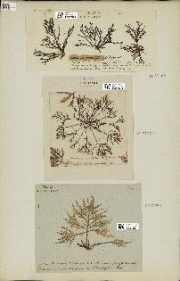 spécimen de Laurencia pinnatifida