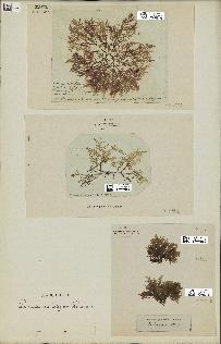 spécimen de Laurencia pinnatifida