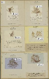 spécimen de Laurencia pinnatifida