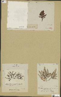 spécimen de Laurencia pinnatifida