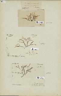 spécimen de Laurencia pinnatifida
