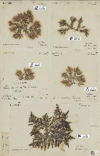 spécimen de Laurencia pinnatifida