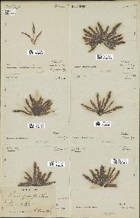 spécimen de Laurencia pinnatifida