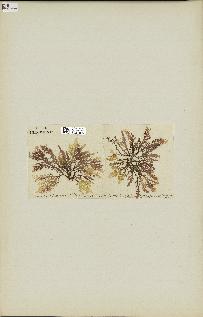 spécimen de Laurencia pinnatifida