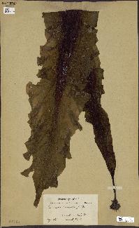 spécimen de Laminaria cuneifolia