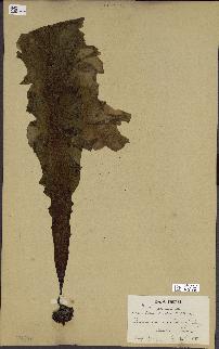 spécimen de Laminaria cuneifolia